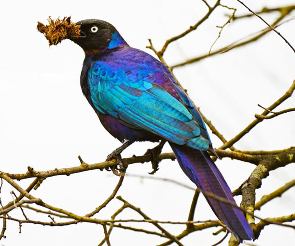 Kibale Forest National Park