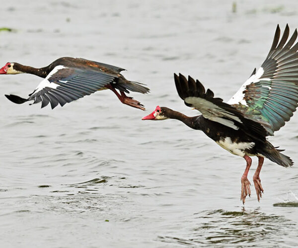 Lake Mburo National Park