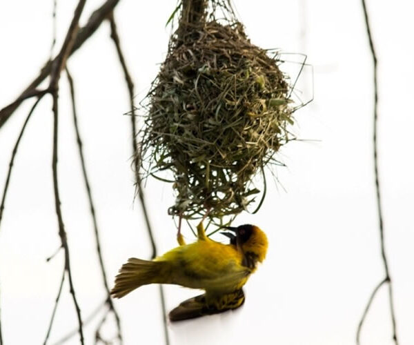 Semuliki National Park