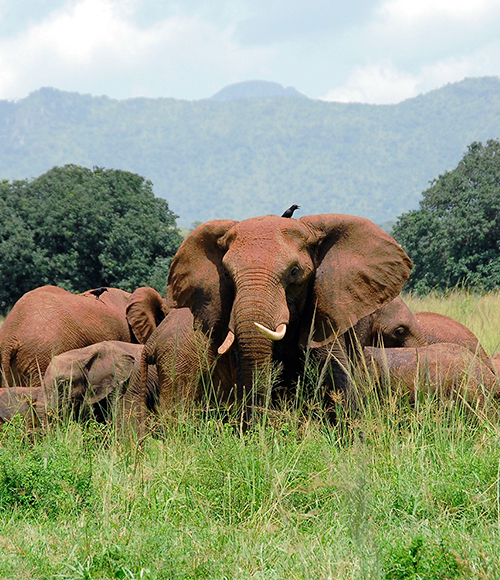 Kidepo Valley National Park