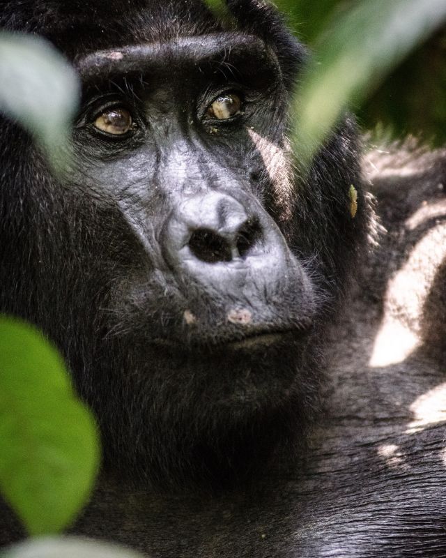 Uganda